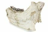 Fossil Titanothere (Megacerops) Mandible - South Dakota #249235-6